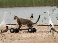 Research on breeding shorebirds